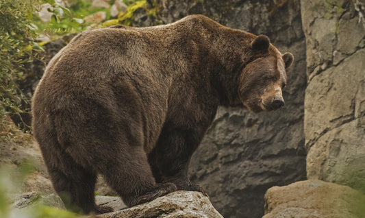 Día Internacional para la Protección de los Osos